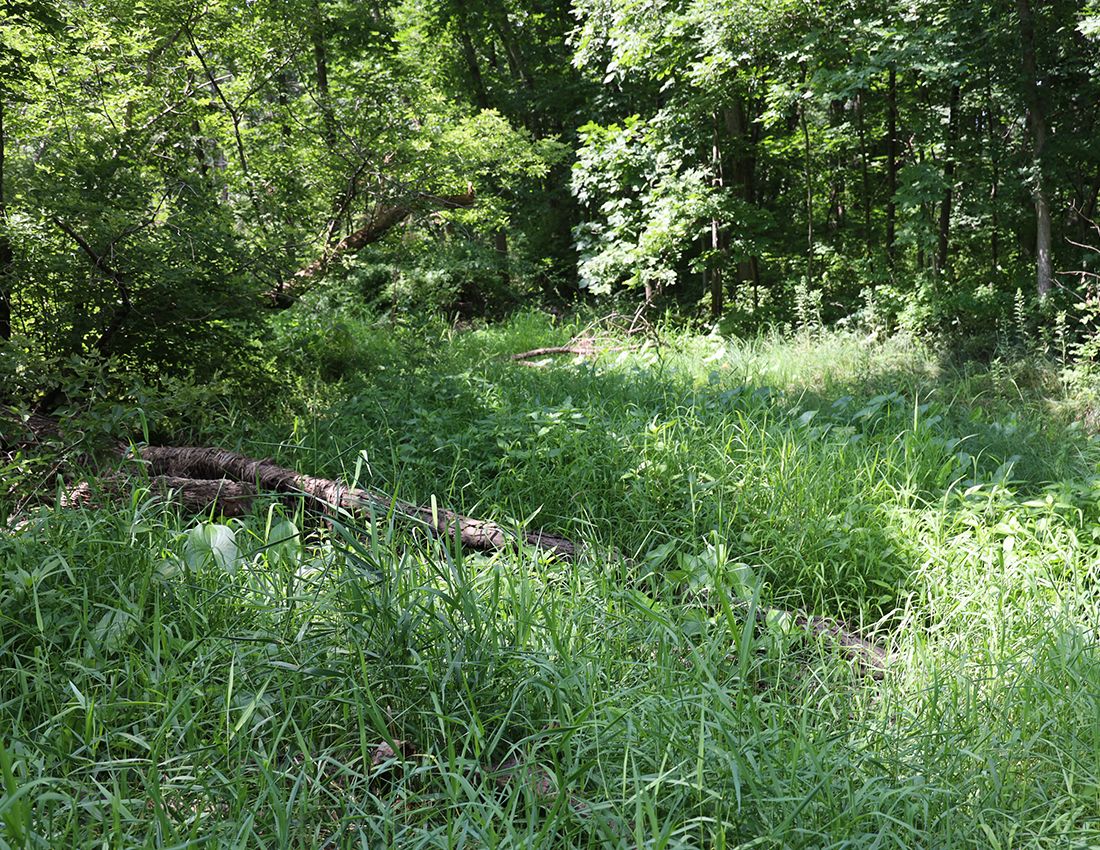 Listing Photo: Deer hunting land sale